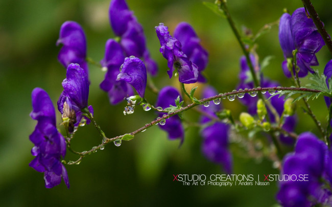 Обои картинки фото цветы, луговые, полевые
