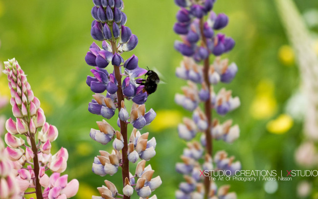 Обои картинки фото цветы, люпин