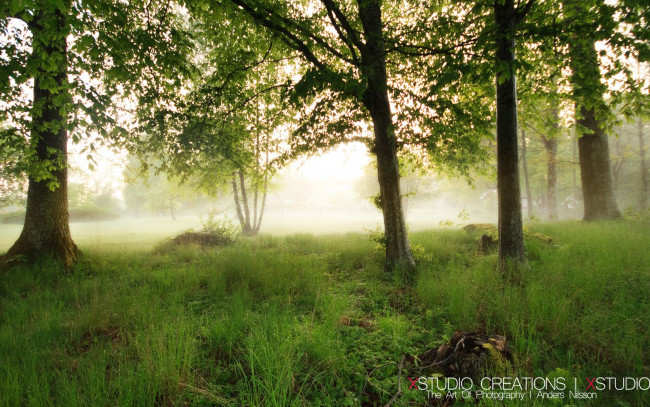 Обои картинки фото природа, лес