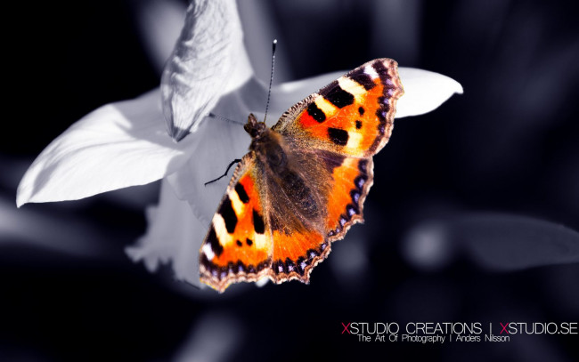 Обои картинки фото животные, бабочки