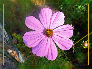 Картинка цветы космея бутончики лепестки