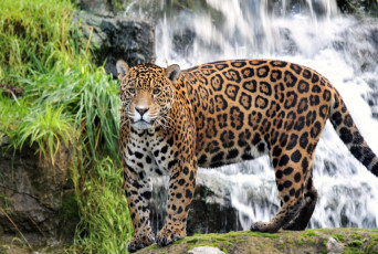 Картинка животные Ягуары хищник пятна