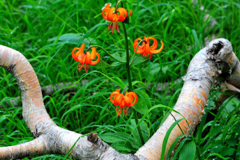 Картинка цветы лилии лилейники ветка трава пепестки