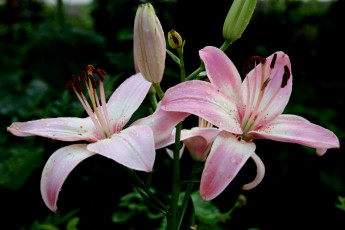 Картинка цветы лилии лилейники лепестки розовый тёмный