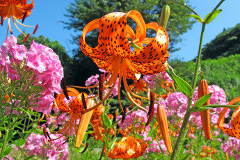 Картинка цветы разные вместе лепестки розовый