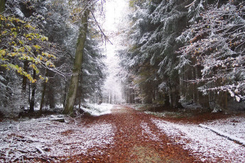 Картинка природа дороги осень иней