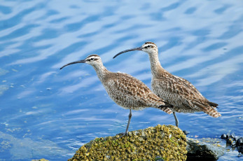 Картинка кроншнепы животные птицы пара пестрый клюв