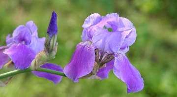 обоя цветы, ирисы, сиреневый, бутон