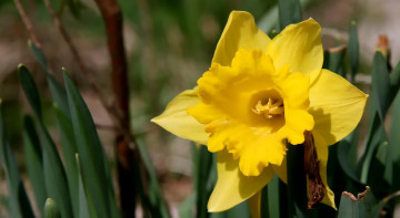 Картинка цветы нарциссы лепестки жёлтый