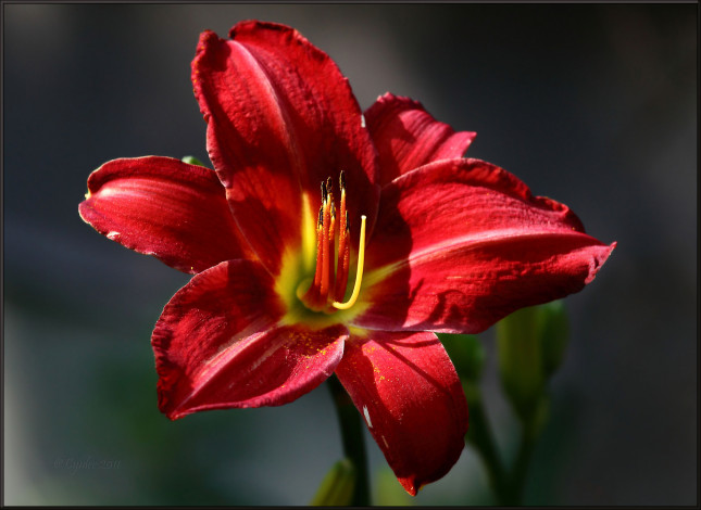 Обои картинки фото цветы, лилии, лилейники, красные, тёмный, фон, лепестки