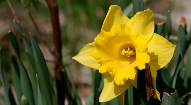 Обои картинки фото цветы, нарциссы, лепестки, жёлтый