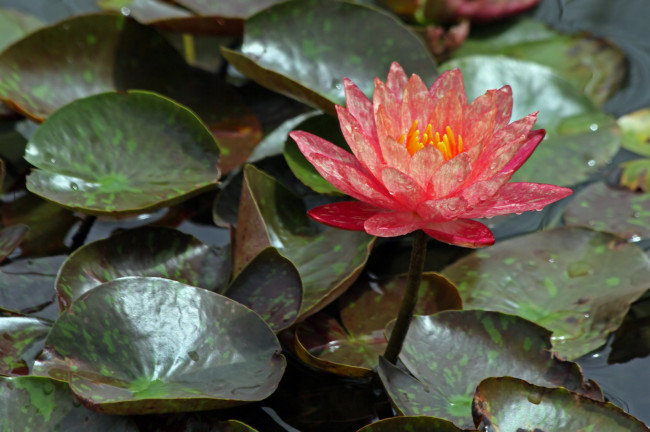 Обои картинки фото цветы, лилии, водяные, нимфеи, кувшинки, лепестки, листья