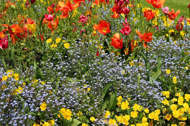 Обои картинки фото цветы, разные, вместе, тюльпаны, незабудки, виолы