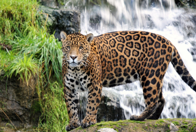 Обои картинки фото животные, Ягуары, хищник, пятна