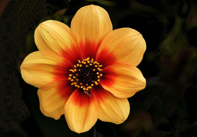 Обои картинки фото цветы, георгины, лепестки, жёлтый, тёмный