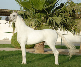 Картинка животные лошади лошадь