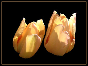 Картинка цветы тюльпаны