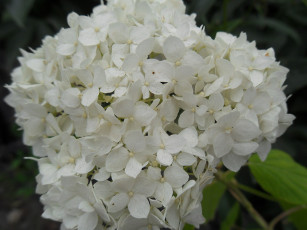 Картинка цветы гортензия бутоны