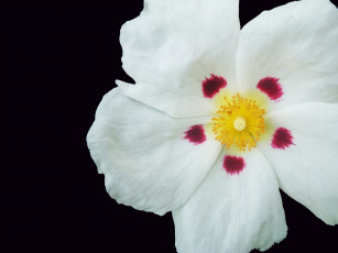 Картинка цветы маки нарцысс