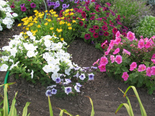 Картинка цветы разные вместе розовый фиолетовый белый