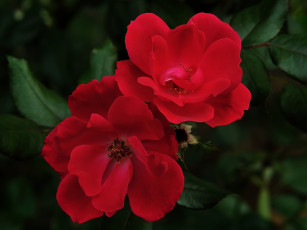 Картинка цветы розы