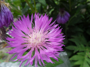 обоя цветы, васильки, лепестки