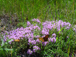 Картинка природа луга бабочки цветы