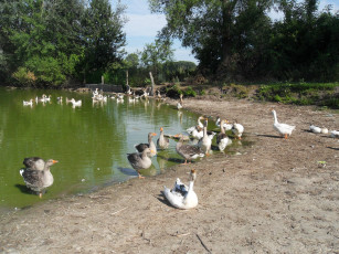 Картинка животные гуси