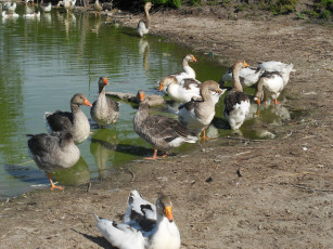 Картинка животные гуси