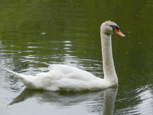 Картинка животные лебеди лебедь