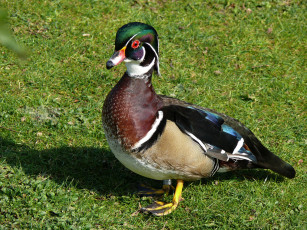 Картинка животные утки