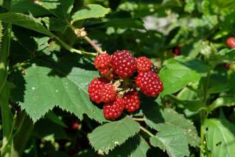 Картинка природа Ягоды листья ежевика