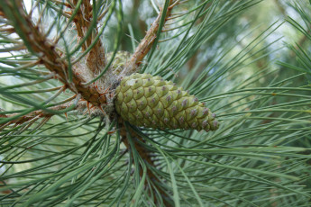 Картинка природа шишки жёлуди каштаны шишка иголки