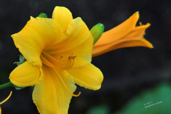 Картинка цветы лилии лилейники цветок