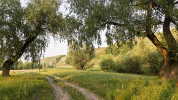 Картинка природа дороги лето дорога деревья