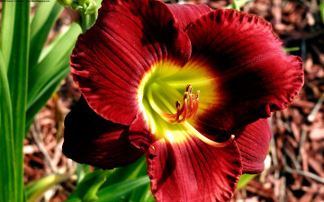 Картинка цветы лилии лилейники бутон