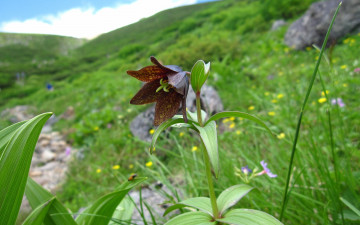 Картинка цветы рябчики цветок