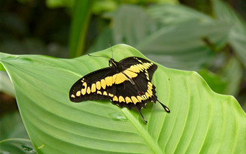 Картинка животные бабочки бабочка