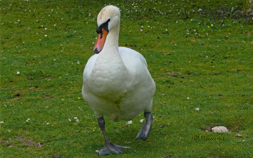 Картинка животные гуси гусь