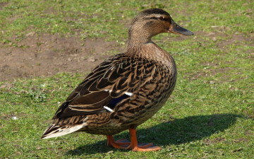 Картинка животные утки