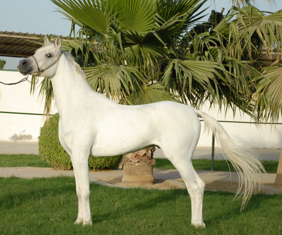 Обои картинки фото животные, лошади, лошадь