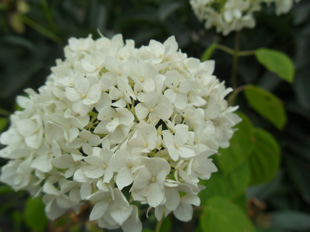 Обои картинки фото цветы, гортензия, бутоны