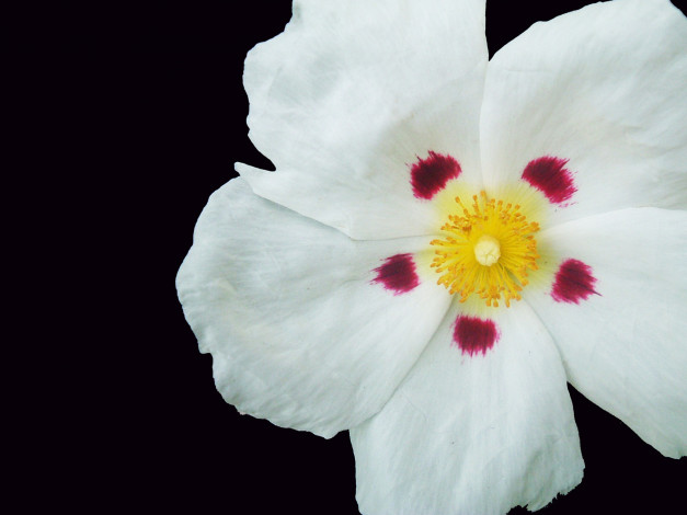 Обои картинки фото цветы, маки, нарцысс