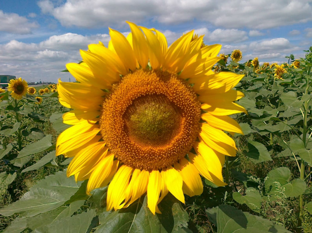 Обои картинки фото цветы, подсолнухи