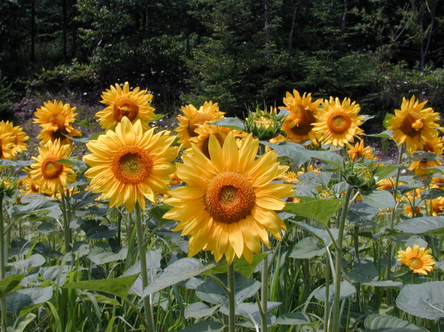 Обои картинки фото цветы, подсолнухи