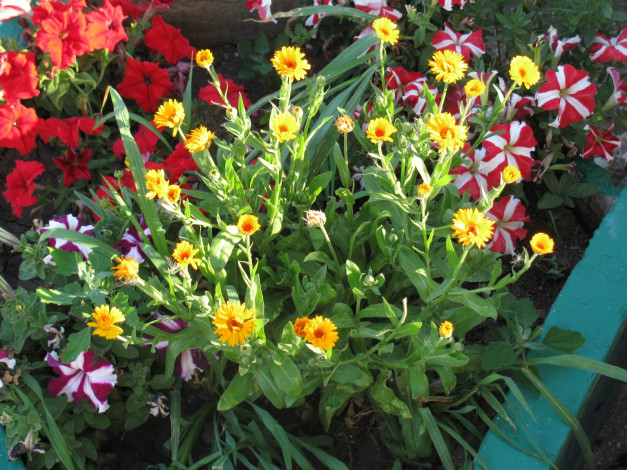 Обои картинки фото цветы, разные, вместе, календула, петунии