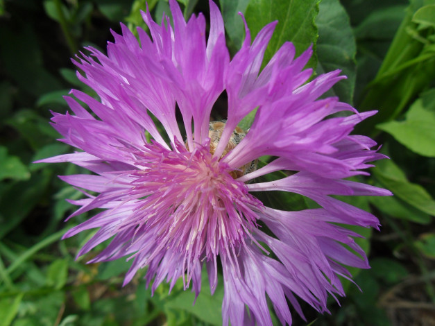 Обои картинки фото цветы, васильки, лепестки