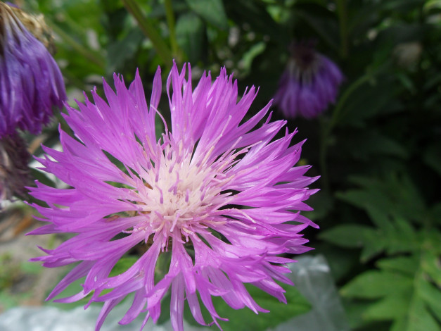 Обои картинки фото цветы, васильки, лепестки