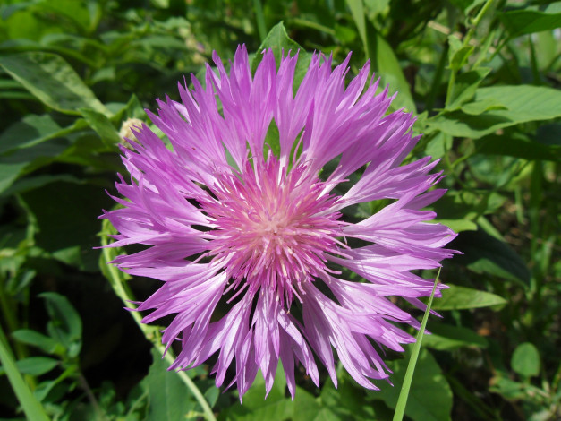 Обои картинки фото цветы, васильки, лепестки