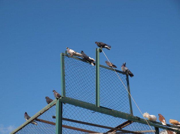 Обои картинки фото животные, голуби